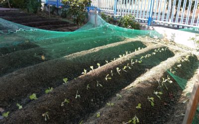 Colaboración para el Huerto.